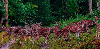 Self Drive Car Rental in Anandapur